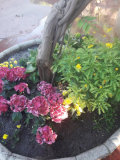 2018jardin4